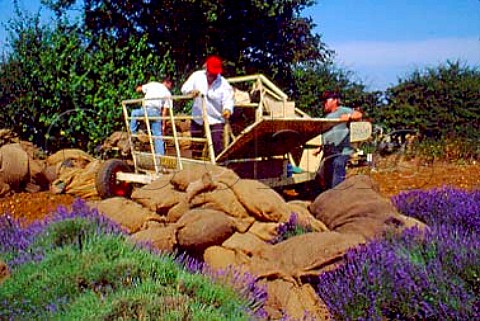 Workers loading sacks of harvested   lavender at Norfolk Lavender   Norfolk England
