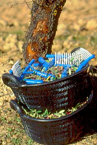 Close Up of two buckets containing   olives and implements for combing the   Olive tree branches when harvesting by   hand  Catalonia Spain