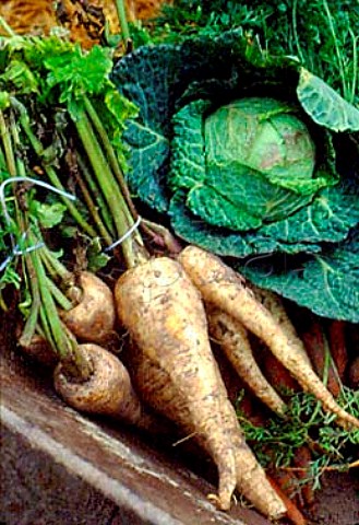 Parsnips and cabbages in wheelbarrow   Eire
