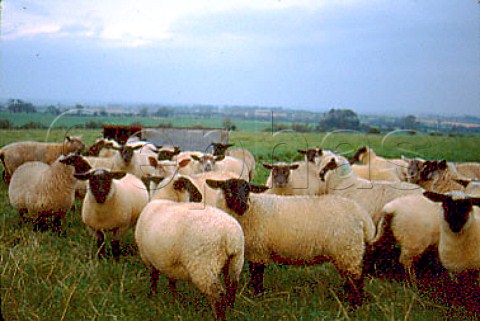 Sheep at dusk  Eire