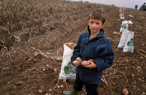 Young boy collecting potatoes in field  Ireland