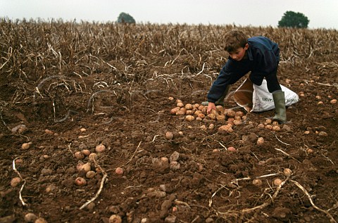 Young boy collecting potatoes in field Ireland