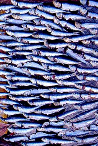 Sardines drying on a wire mesh Lisbon  Portugal