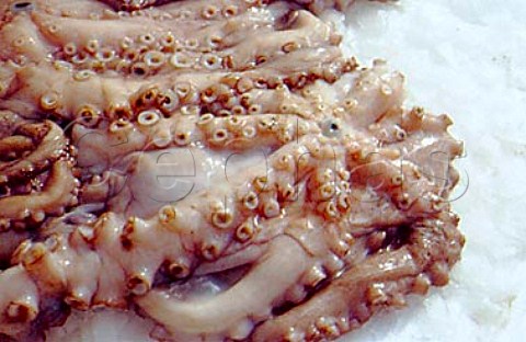 Octopus on ice in Lisbon market   Portugal