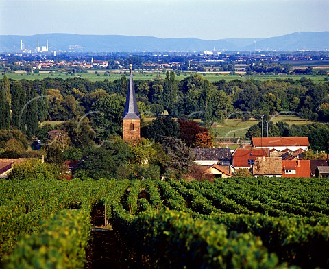 Kirchenstck vineyard and Forst village with the   Rhine valley in the distance Pfalz Germany