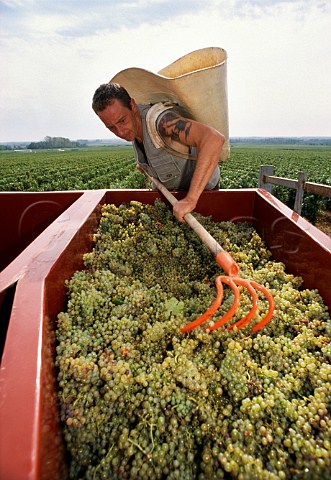 Trailer of harvested Chardonnay grapes   in Les CharmesDessus vineyard of   Domaine des Comtes Lafon Meursault   Cte dOr France    Cte de Beaune