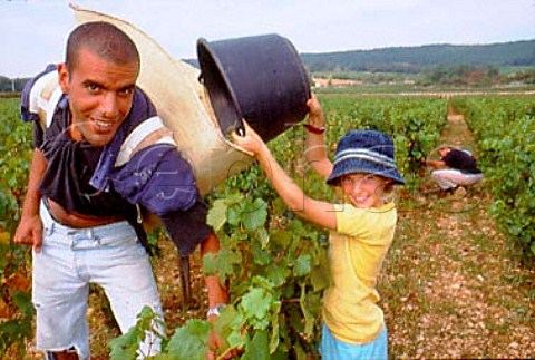 Cassandre Bouchard helps with the  harvest in CharmesDessus vineyard of  Domaine des Comtes Lafon Meursault   Cte dOr France     Cte de Beaune