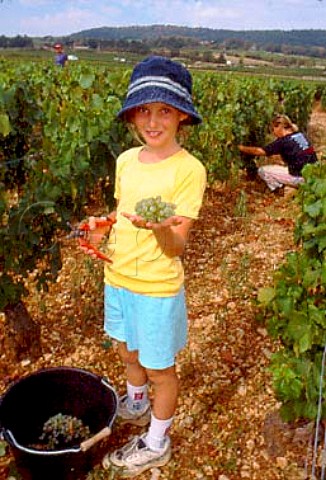 Cassandre Bouchard helps with the  harvest in CharmesDessus vineyard of  Domaine des Comtes Lafon Meursault   Cte dOr France     Cte de Beaune