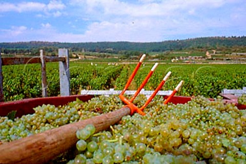 Trailer of harvested Chardonnay grapes   in CharmesDessus vineyard of Domaine   des Comtes Lafon Meursault   Cte dOr France     Cte de Beaune