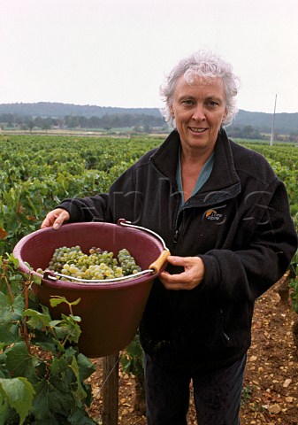 AnneClaude Leflaive with bucket of   harvested Chardonnay grapes in her   Clavoillon vineyard PulignyMontrachet   Cte dOr France    Cte de Beaune