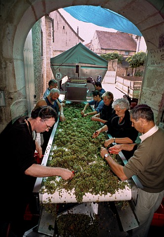 AnneClaude Leflaive and her winemaker   Pierre Morey help with sorting   Chardonnay grapes as they arrive at the    winery PulignyMontrachet Cte dOr   France  Cte de Beaune