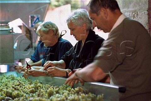AnneClaude Leflaive and her winemaker   Pierre Morey help with sorting   Chardonnay grapes as they arrive at the    winery PulignyMontrachet Cte dOr   France  Cte de Beaune
