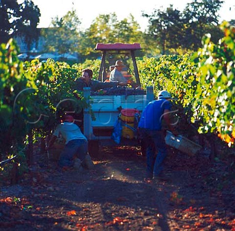 Harvesting grapes in Lail Vineyard Yountville   Napa Co California  Napa Valley