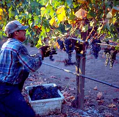 Harvesting in Lail Vineyard Yountville   Napa Co California