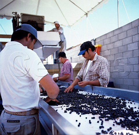 Grapes on the sorting table of Lail Vineyards   Yountville Napa Co California