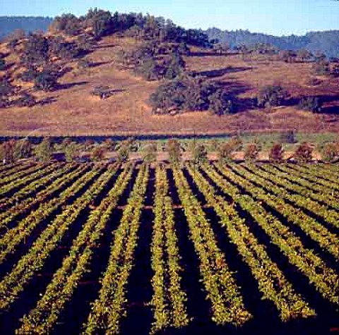 Screaming Eagle vineyard Oakville   Napa Co California