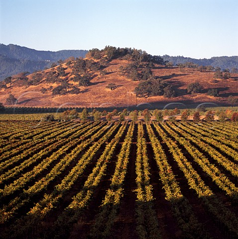 Screaming Eagle vineyard Oakville   Napa Valley California