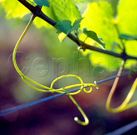 Vine tendril in vineyard of Argyle Dundee Oregon   Willamette Valley