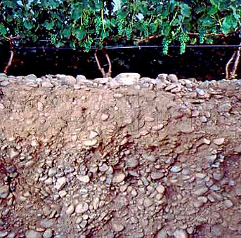 Soil profile in one of Cayuse Vineyards showing the   stoney soil in what was the ancient bed of the   Walla Walla River MiltonFreewater Oregon USA   Walla Walla Valley AVA