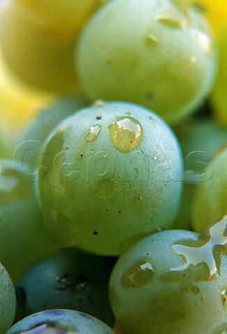 Moscato grapes of La Spinetta   Castagnole Lanze Piemonte Italy   Asti