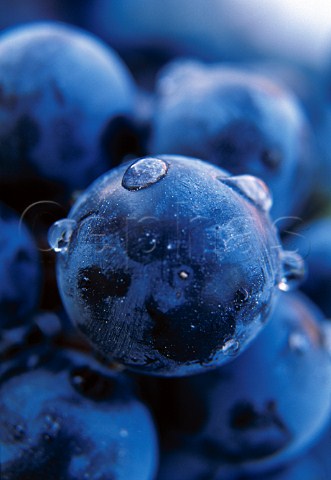 Merlot grapes of La Spinetta Castagnole Lanze Piemonte Italy