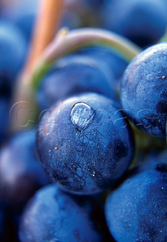 Merlot grapes of La Spinetta   Castagnole Lanze Piemonte Italy