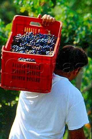Harvesting Merlot grapes in vineyard of   La Spinetta Castagnole Lanze Piemonte   Italy
