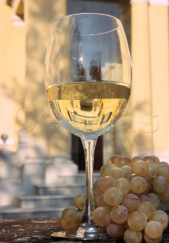Glass of Montessora Gavi with bunch of   Cortese grapes  La Giustiniana Gavi Piemonte Italy