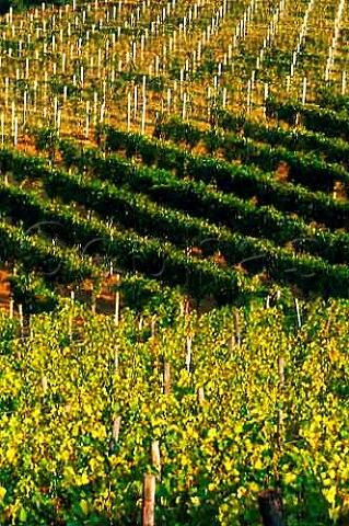 Cortese vineyard of La Giustiniana    Gavi Piemonte Italy
