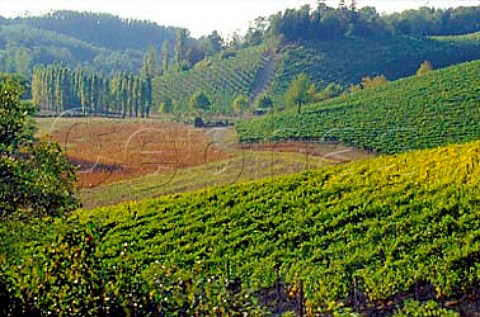 Cortese vineyards Gavi Piemonte   Italy