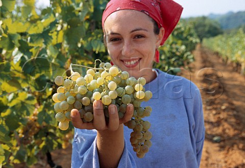 Picker with Cortese grapes in vineyard   of La Giustiniana Gavi Piemonte   Italy