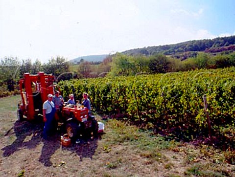 Workers taking a lunch break during harvest in   Herrgottsacker einzellage Deidesheim Pfalz   Germany