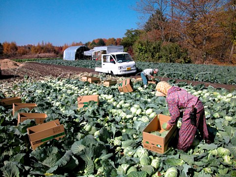 Harvesting cabbages on a small family run farm   Karuizawa NaganoKen Japan