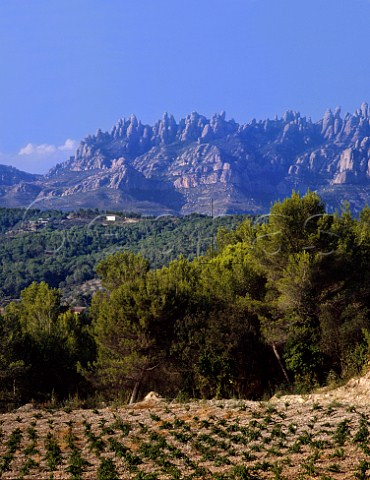 Vineyard near Pierola with the Sierra de Monserrat   beyond Catalonia Spain  Peneds