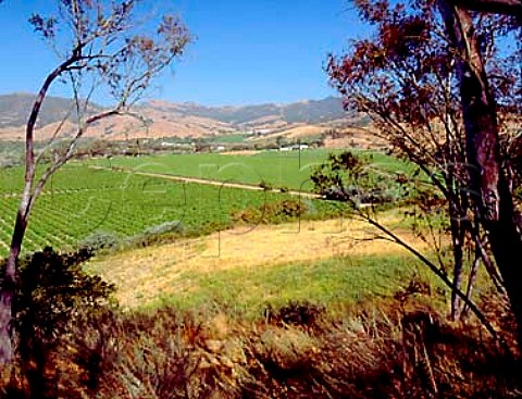 Vineyards in the Santa Ynez valley west of Buellton   Santa Barbara Co California    Santa Rita Hills AVA