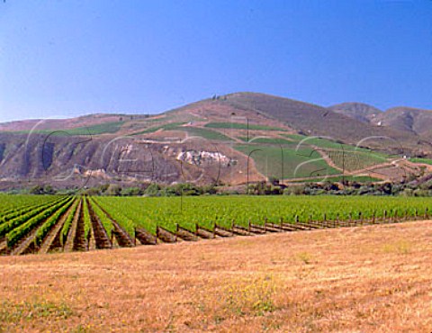 View over Fiddlestix Vineyard to Sea Smoke Cellars   vineyards on the far side of the Santa Ynez valley   Buellton Santa Barbara Co California    Santa Rita Hills AVA