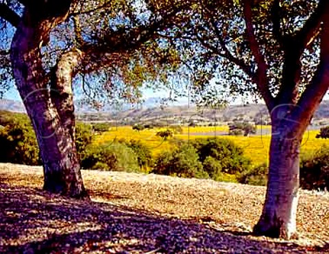Autumnal vineyards of Firestone   Los Olivos Santa Barbara Co California    Santa Ynez Valley AVA