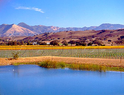 Irrigation lake and autumnal vineyards of Firestone   with the San Raphael Mountains in the distance   Los Olivos Santa Barbara Co California    Santa Ynez Valley AVA