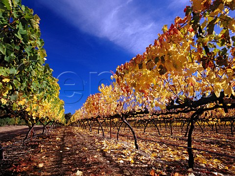 Autumnal vineyard of Fess Parker   Santa Ynez Santa Barbara Co California    Santa Ynez Valley AVA