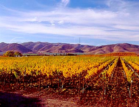 Autumnal vineyards in the Los Alamos valley with the   Purisima Hills beyond Santa Barbara Co California   Santa Barbara Co AVA
