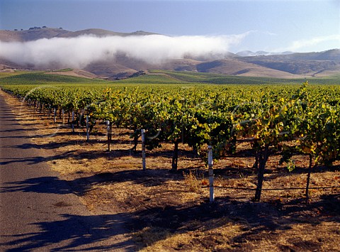 Morning fog lifting over Cambria vineyard of   KendallJackson   Santa Maria Santa Barbara Co California   Santa Maria Valley AVA