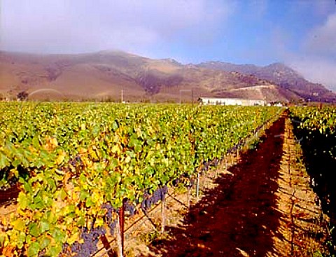 Refosco vines in the Bien Nacido vineyard with the   winery of Au Bon Climat and Qup beyond   Santa Maria Santa Barbara Co California   Santa Maria Valley AVA