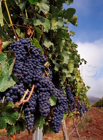 Refosco grapes of Au Bon Climat in the Bien Nacido   vineyard Santa Maria Santa Barbara Co   California   Santa Maria Valley AVA