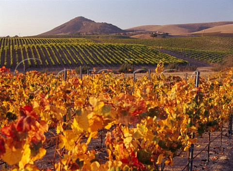 Autumnal vineyards of Laetitia with its winery in the distance  Arroyo Grande San Luis Obispo Co California Arroyo Grande