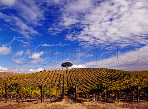 Autumnal Cabernet Sauvignon vineyard with oak tree   Paso Robles San Luis Obispo Co California     Paso Robles AVA