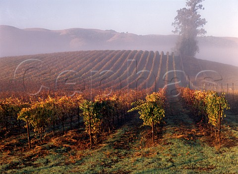 Morning fog lifting over autumnal vineyard in the   Carneros district Napa Co California   Carneros AVA