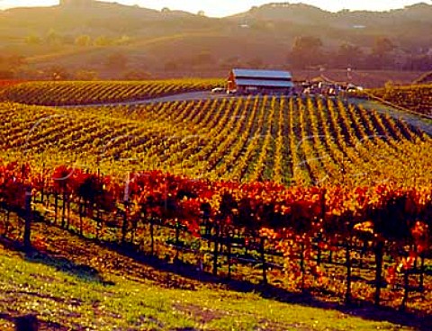 Autumnal vineyards in the Carneros district   Napa Co California    Carneros AVA