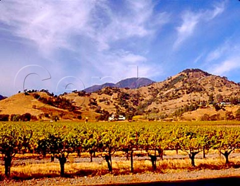 Cabernet Sauvignon vineyard of Chateau Montelena    Calistoga Napa Co California