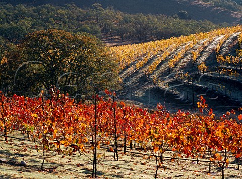 Autumnal vineyards on the slopes of Howell Mountain   Napa Valley California   Howell Mountain AVA