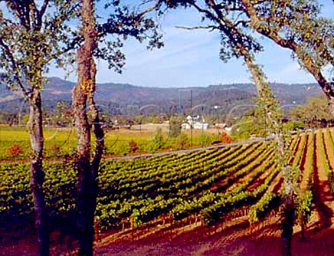 Cabernet Sauvignon vineyard of FolieaDeux   St Helena Napa Valley California